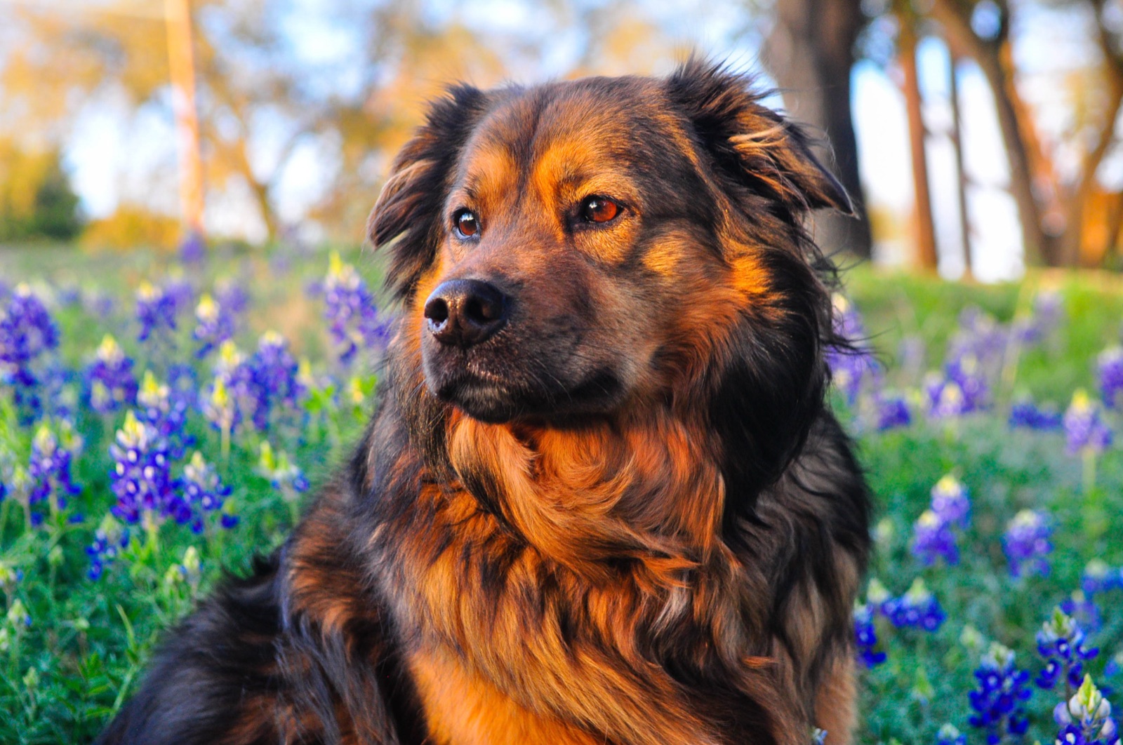 A dog sitting in a field of Texas bluebonnets, looking off to the side